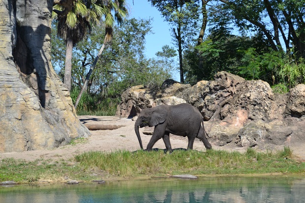 Elefante no Safari
